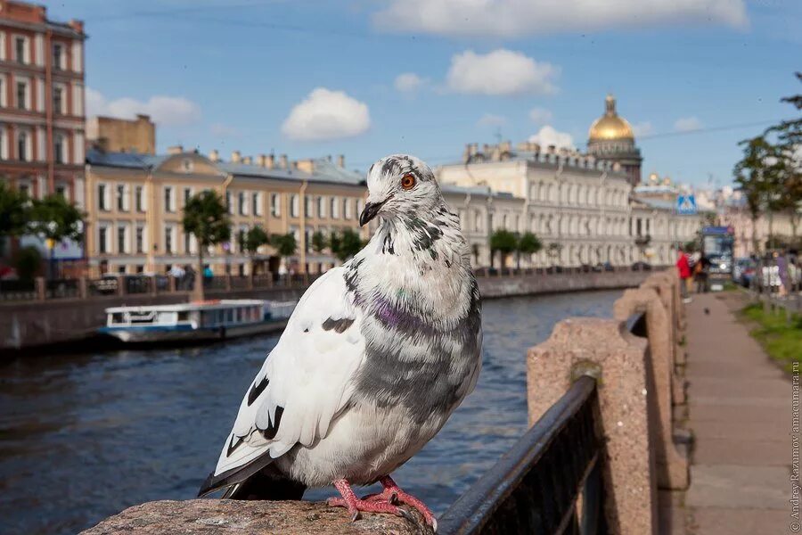 Озерная чайка в спб. Птички петербурга. Чайка санкт-петербург. Чайки в кронштадте. Птицы над городом.