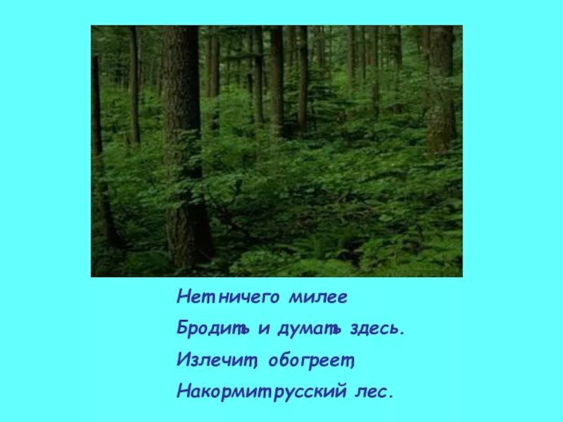 Самый большой текст леса. Стихи о лесе. Стихи о лесах. Стихотворение про лес. Стих про лес короткие.