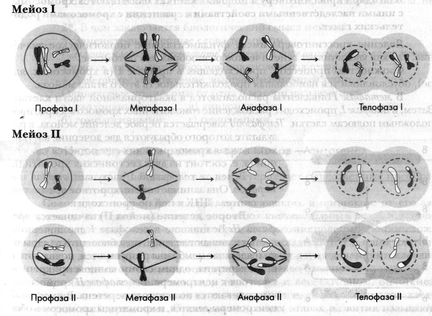 митоз и мейоз стадии деления. хроматиды в анафазе митоза. анафаза митоза. метафаза и телофаза. фаза деления клетки анафаза.