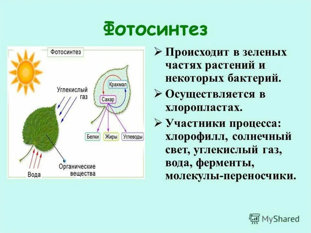 Пигмент участвовавший в фотосинтезе. Вещества и структуры участвующие в фотосинтезе. Фотосинтез. Схема фотосинтеза у растений. Фотосинтез в клетках растений.