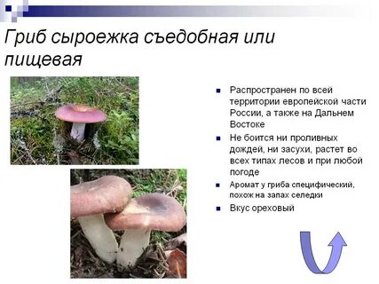 Сделайте описание сыроежки