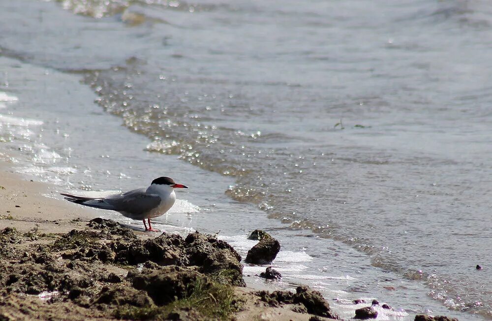Береговых птиц. Береговая птица обзор проект. Береговая птица. Чайка и крачка и альбатрос. Птицы на берегу белого моря.