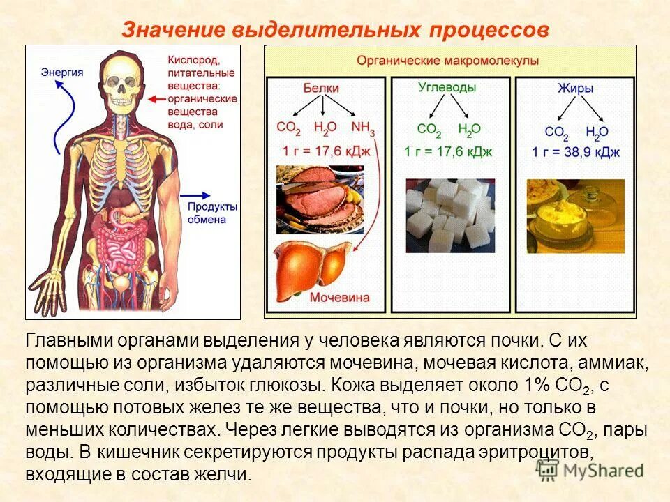 Конечные продукты обмена у человека. Конечные продукты распада воды. Конечные продукты распада обмена веществ. Выделение веществ у человека. Конечными продуктами распада белков являются.