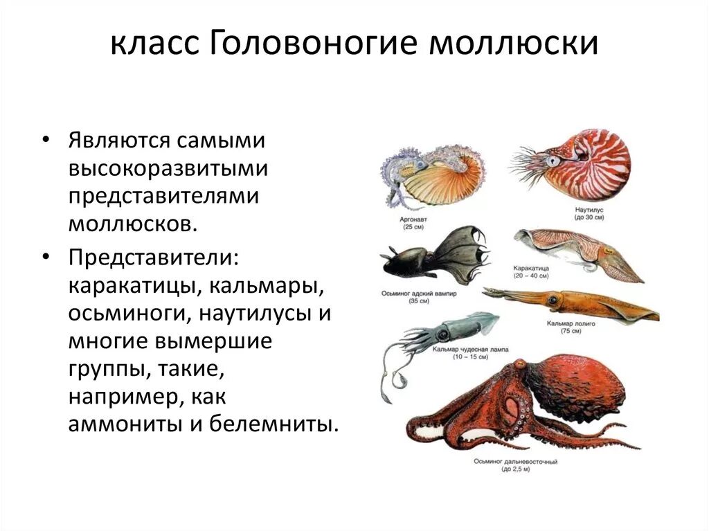 У представителей какого класса моллюсков раковина редуцирована. Представители класса головоногие моллюски 7 класс. Тип моллюски класс головоногие краткая характеристика. Головоногие моллюски 7 класс биология. Краткая характеристика головоногих моллюсков 7 класс биология.