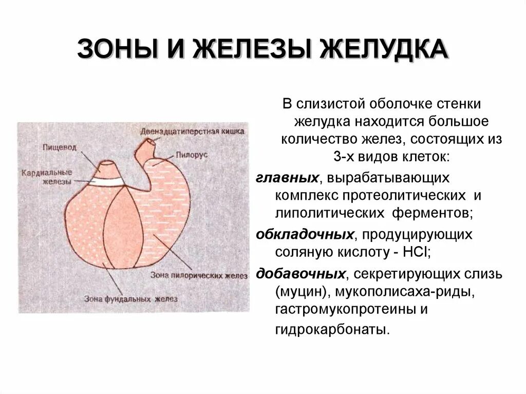 Железистые зоны желудка. Функции желёз желудка. Кардиальные железы желудка. Слизистая желудка вырабатывает