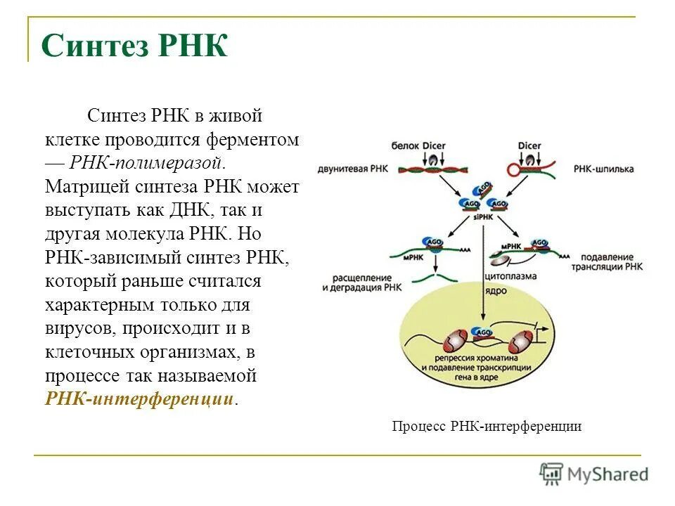 3. Опишите механизм синтеза РНК.. Синтез ТРНК происходит.