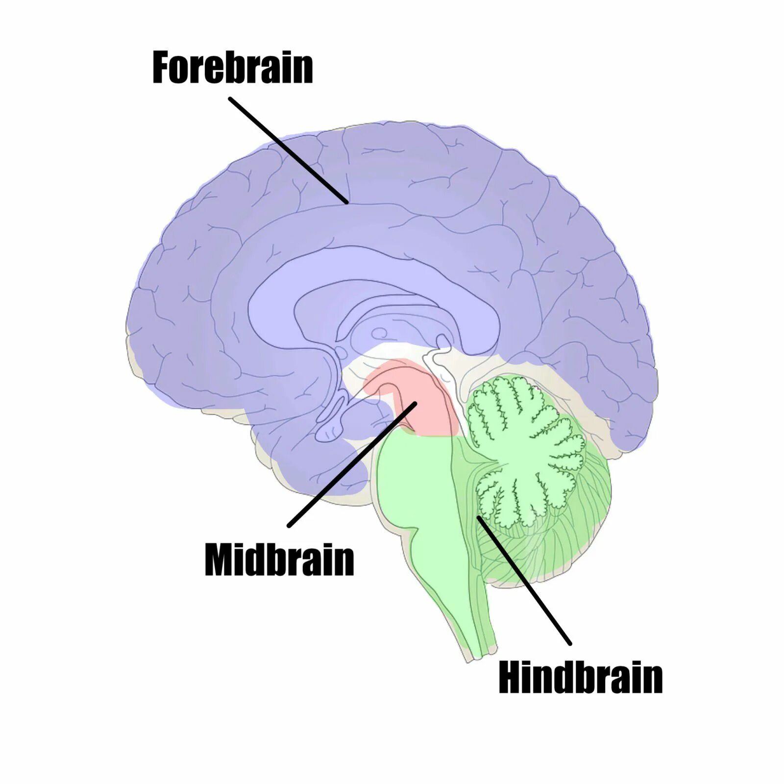 Hindbrain. Forebrain midbrain hindbrain. Forebrain таблетки. Hindbrain self.