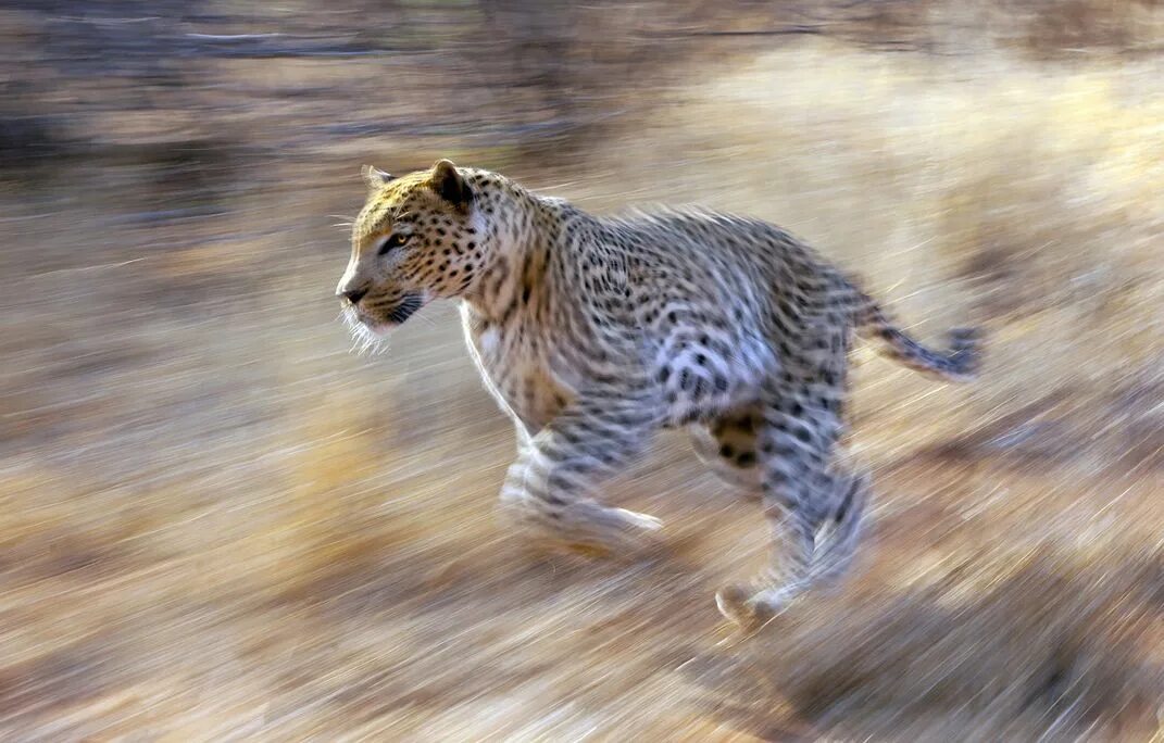 Leopards run runs fast