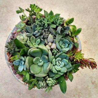 Суккулент микс