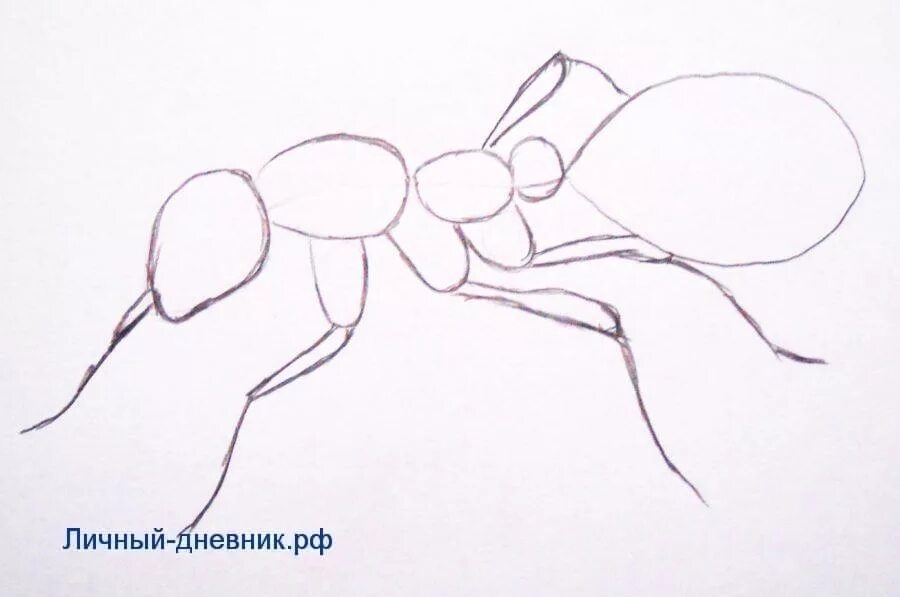 поэтапное рисование муравья. легкий рисунок муравья. легкий рисунок муравья. муравей рисунок для детей карандашом пошагово. рисование муравья.