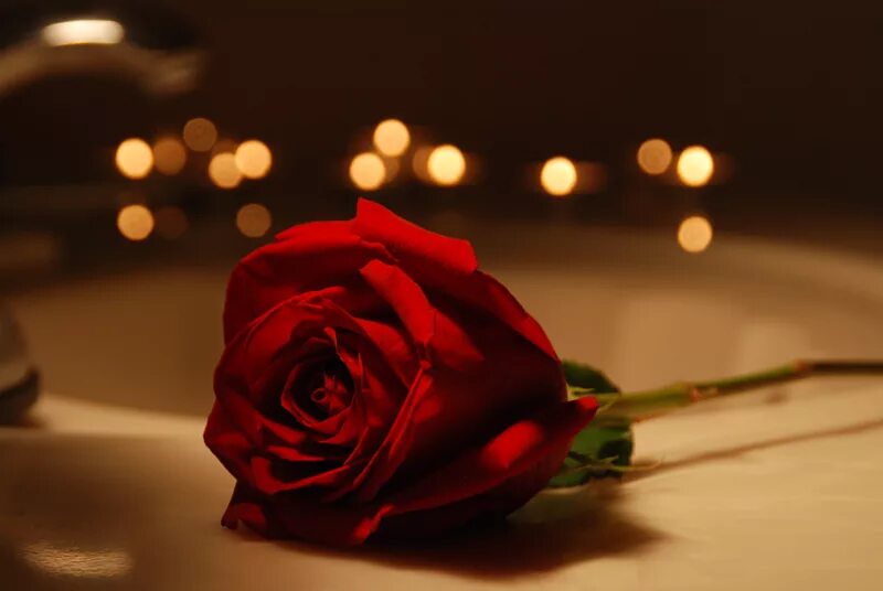 Rose romance. Романтические розы. Цветы романтика на коричневом фоне.