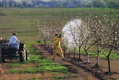 Осеннее опрыскивание плодовых деревьев и кустарников