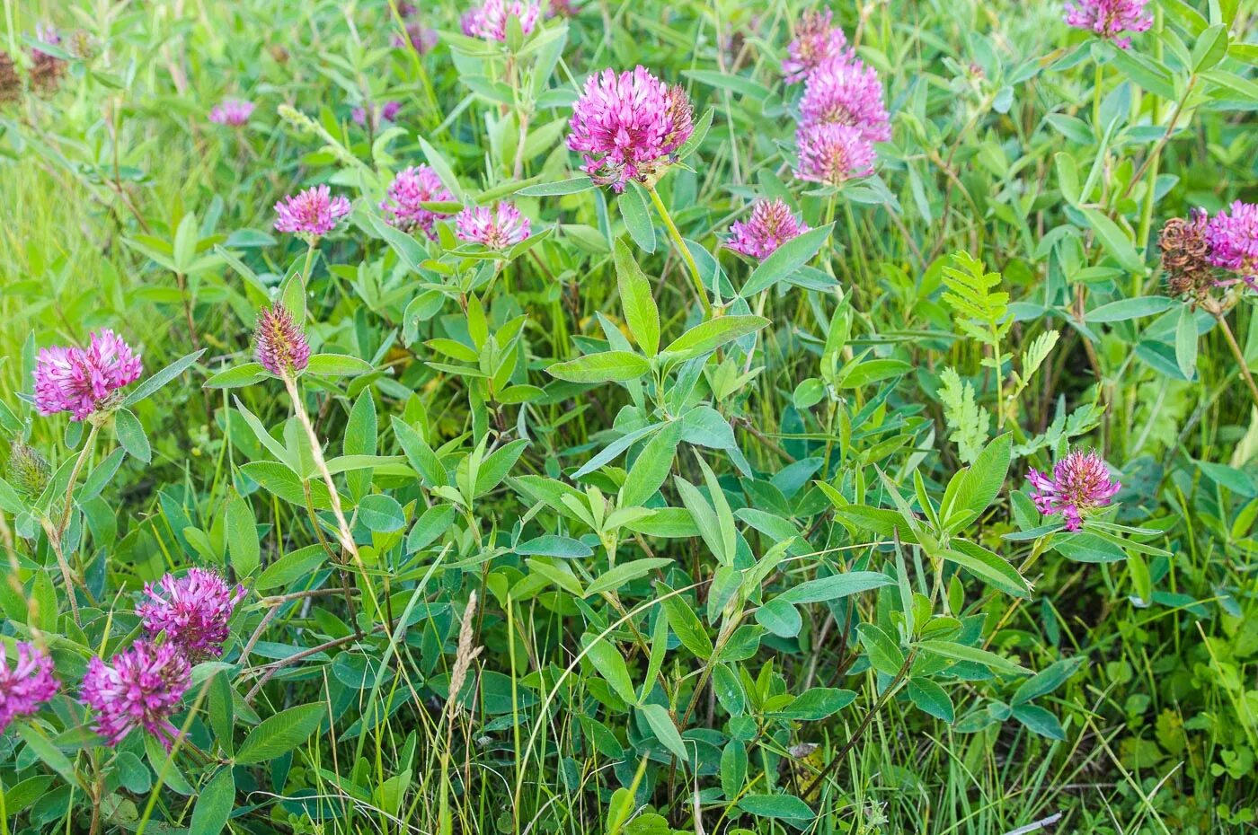 Клевер Луговой. Клевер средний. Trifolium Medium. Клевер Дагестана. Клевер луговой небольшое растение обычно его