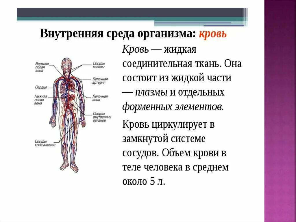 Внутренняя среда организма человека. Внутренняя среда организма кровь. Внутренняя среда организма картинки. Внутренняя среда среда организма. Много крови в организме