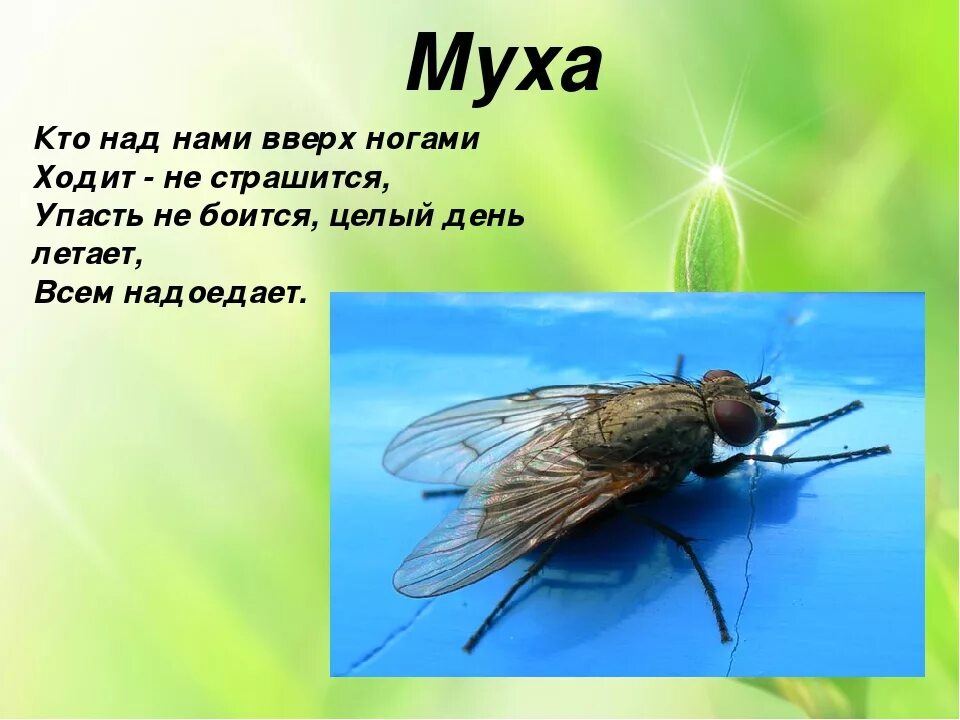 Муха. Загадка о мухе. Муха (насекомое). Муха для презентации.