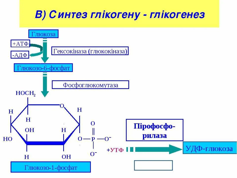 Этапы синтеза гликогена биохимия. Синтез гликогена биохимия реакции. Схема синтеза гликогена из Глюкозы. Синтез и распад гликогена. Глюкоген