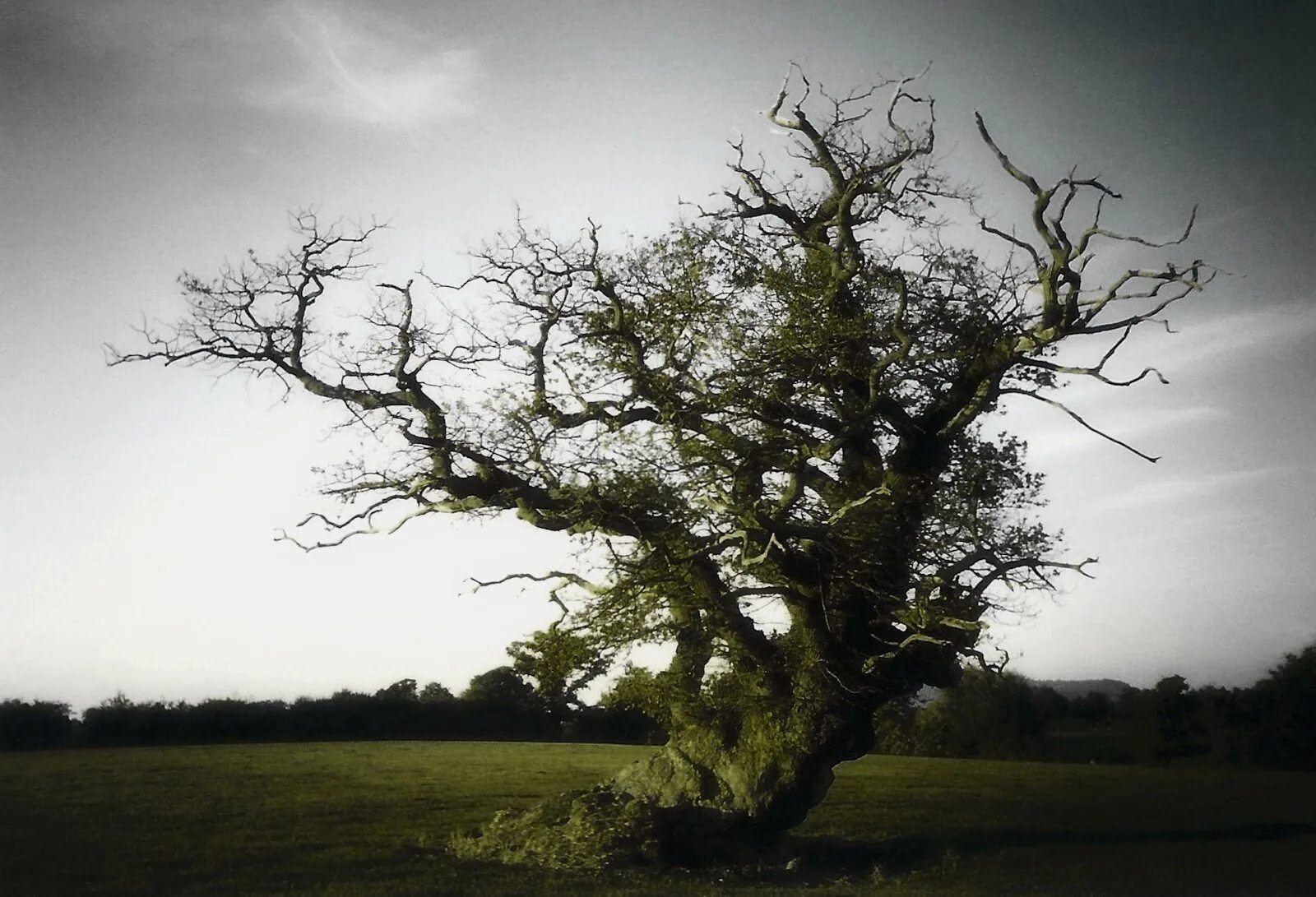 It is old tree