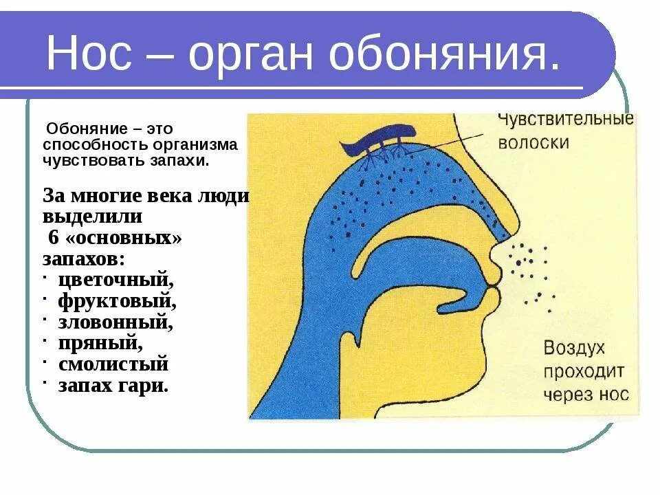 Орган обоняния 3 класс окружающий мир. Нос орган обоняния 3 класс окружающий мир. Органы чувств нос 3 класс окружающий мир. Орган чувств обоняние 3 класс.