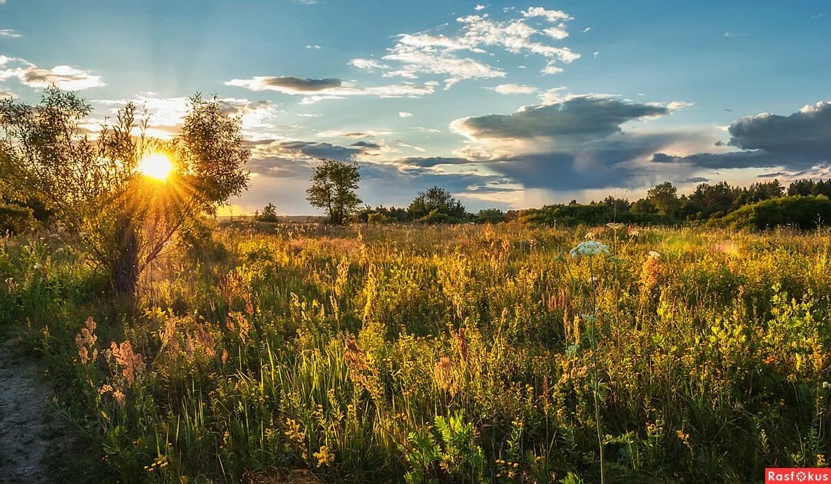 Одуванчиковое поле пейзаж. Задание 5 егэ русский. Туманное утро. Поле деревня. Раннее утро в поле.