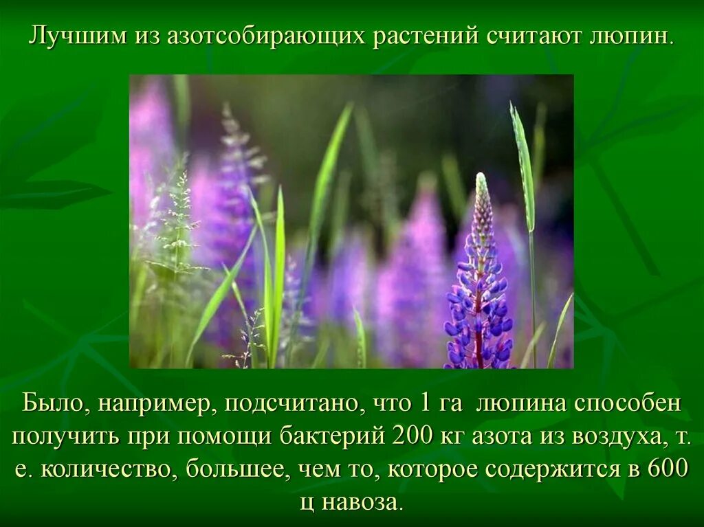 Цитаты про люпины. Люпин презентация. люпин информация о растении. высказывания про люпины. люпин описание растения.