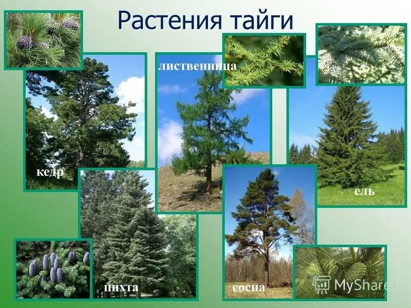 Лес легкие планеты. Лесная зона тайга растительный мир. Презентация на тему тайга. Какой лес называется тайгой. Какой лес называют тайгой.