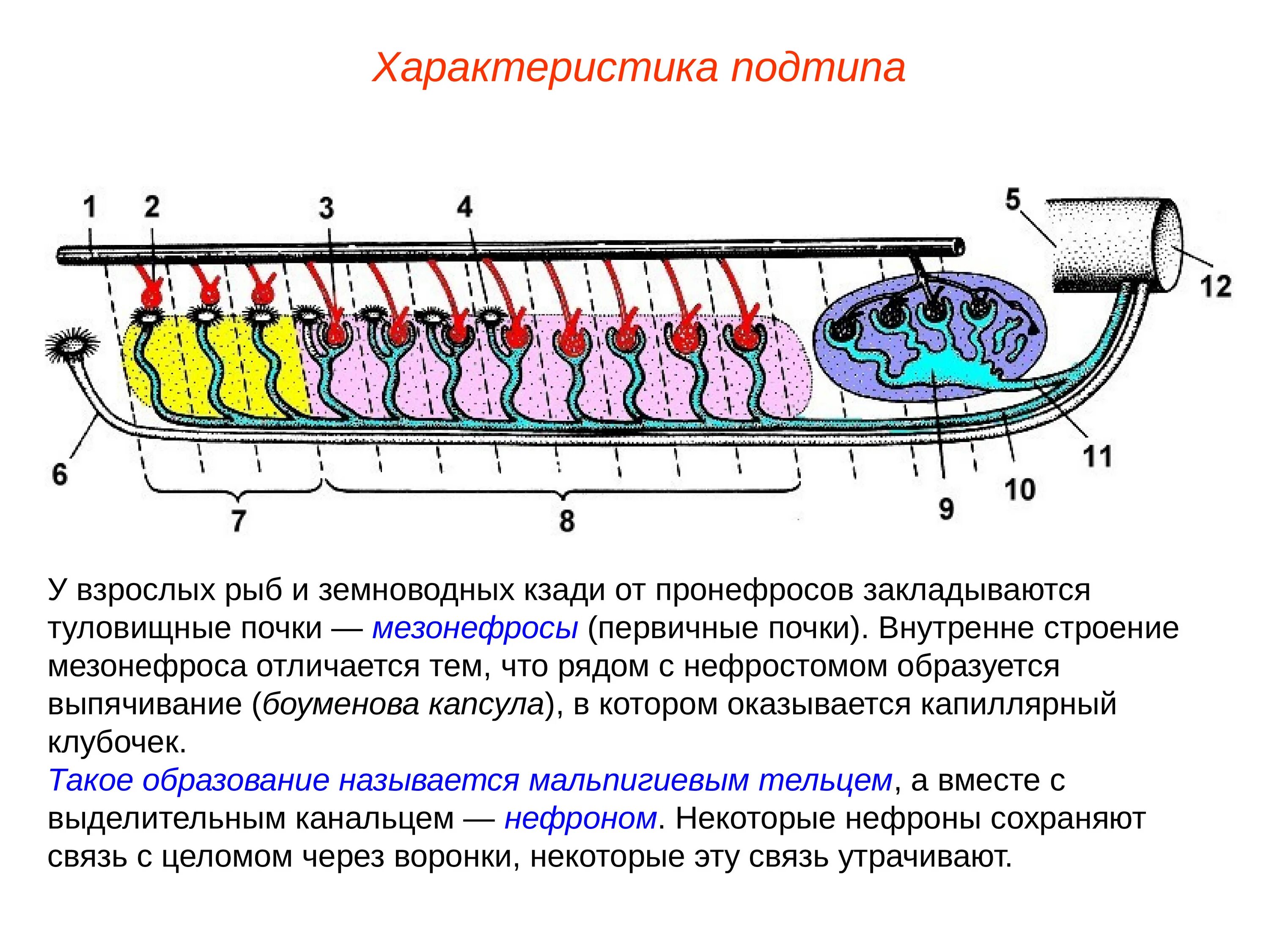 Мезонефросов у модельных животных