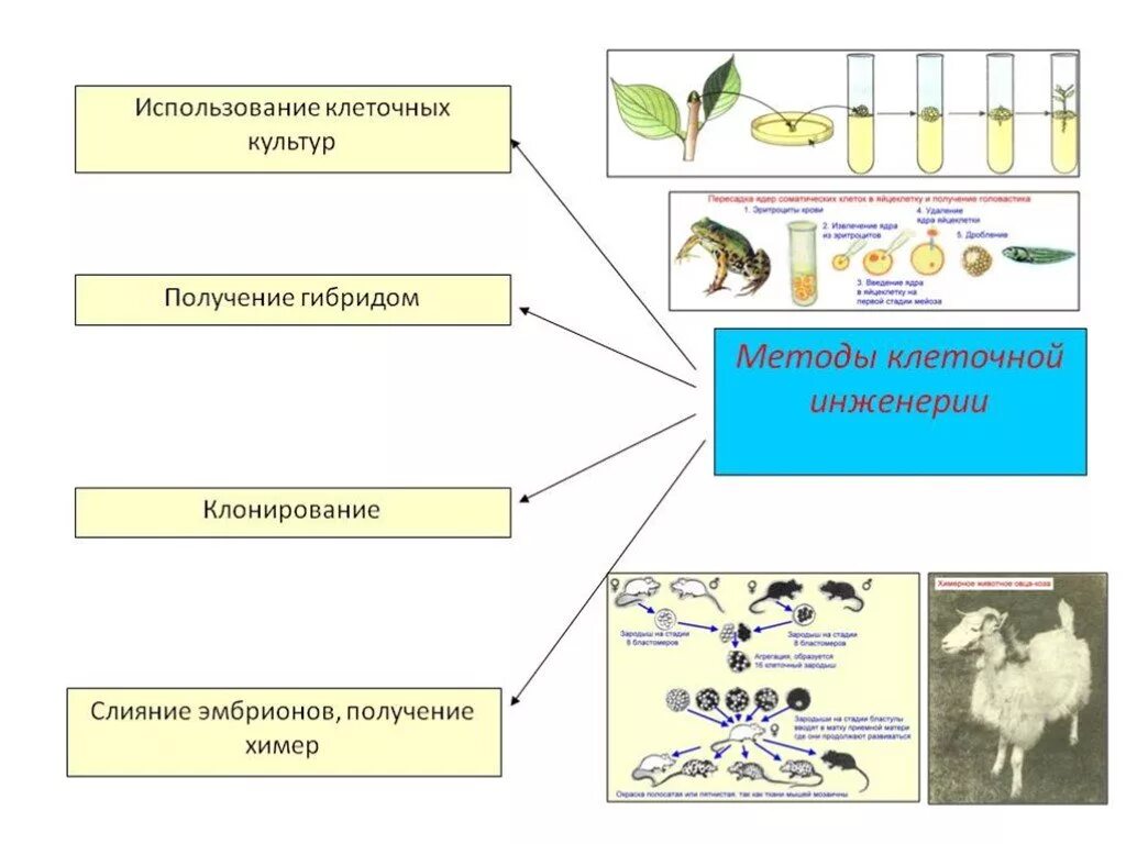 Методы селекции микроорганизмов клеточная инженерия. Схема основные методы генной и клеточной инженерии. Метод селекции клеточная инженерия кратко. Клеточная инженерия микроорганизмов примеры.