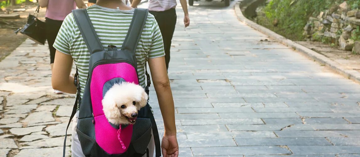 Сумка собака луи виттон. Рюкзак-переноска trixie mitch. The dog her carries bag. Сумки переноски для маленьких собак. Собака выглядывает из рюкзака.