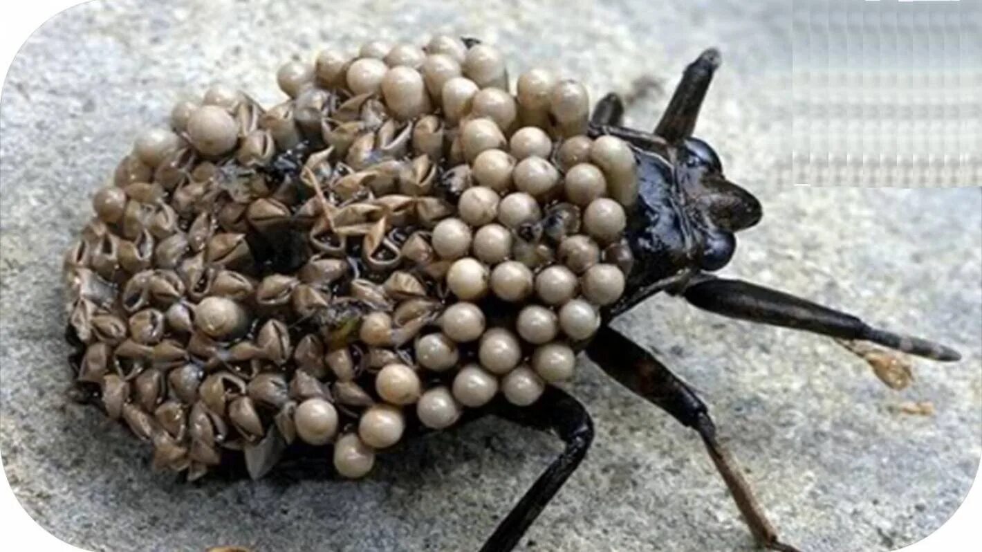 Бушменский ядовитый Жук. Самые жуткие насекомые в мире.
