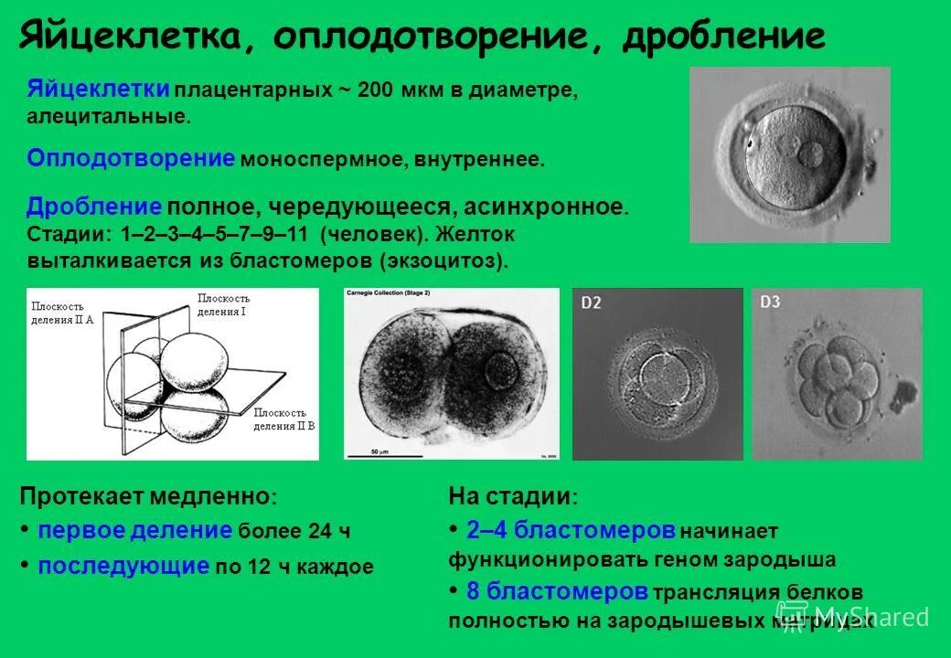 Какое оплодотворение у млекопитающих. Этапы дробления яйцеклетки. Дробление яйцеклетки млекопитающих. Стадии дробления у человека. Дробление стадия 2 бластомеров.