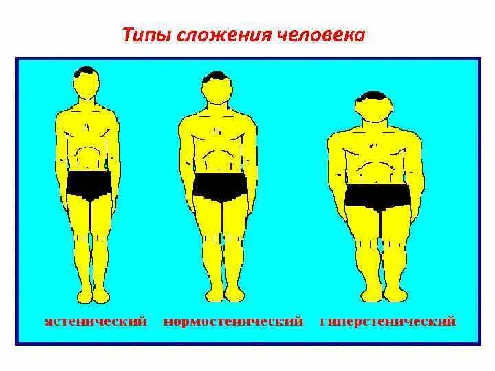 Типы телосложения астенический нормостенический и гиперстенический. Тип телосложения астенический эктоморф. Астенический тип телосложения. Типы телосложения у астеник гиперстеник. Астеническое сложение.