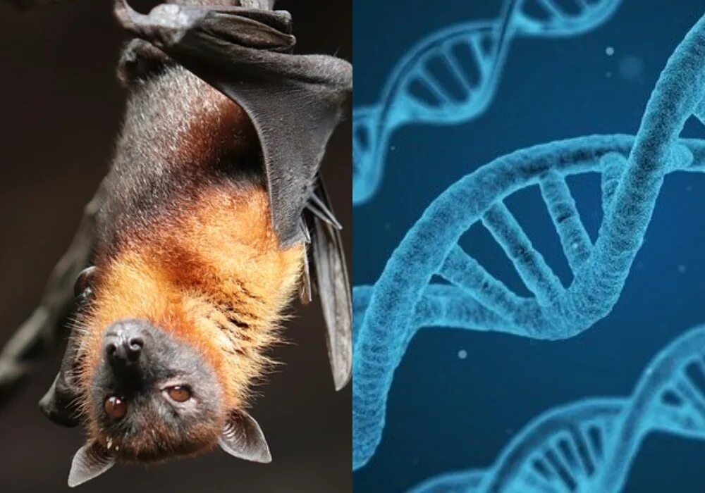 Исследование летучих мышей. Летучие мыши переносчики коронавируса. Коронавирус летучая мышь. Ухань мышь летучая коронавирус. Коронавирус летучая мышь.