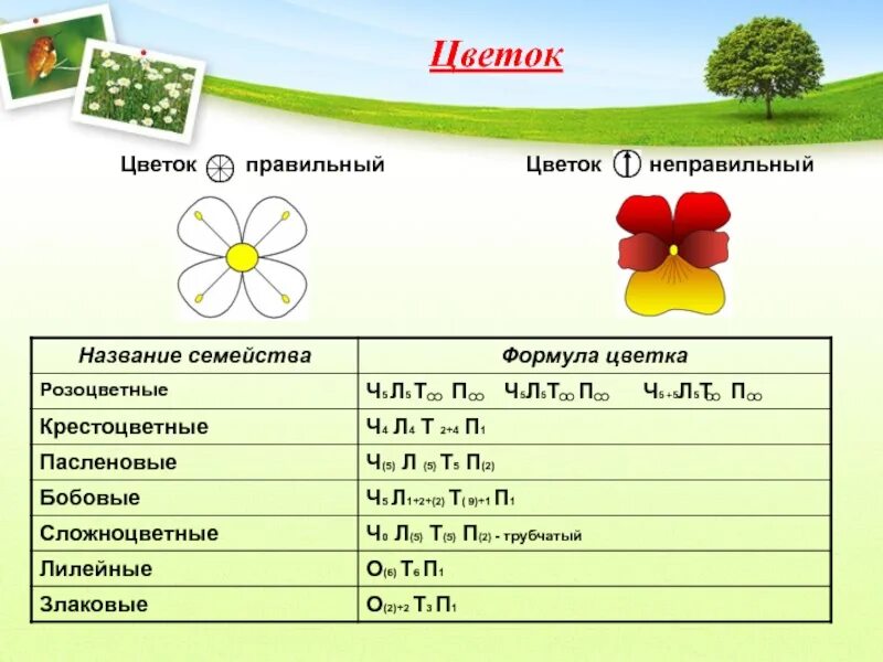 Ч5л5т бесконечность п бесконечность какое семейство. Формула цветка 5 класс биология. Формулы цветков 5 класс биология. Семейства растений формулы цветков. Формула цветка 6 класс биология.