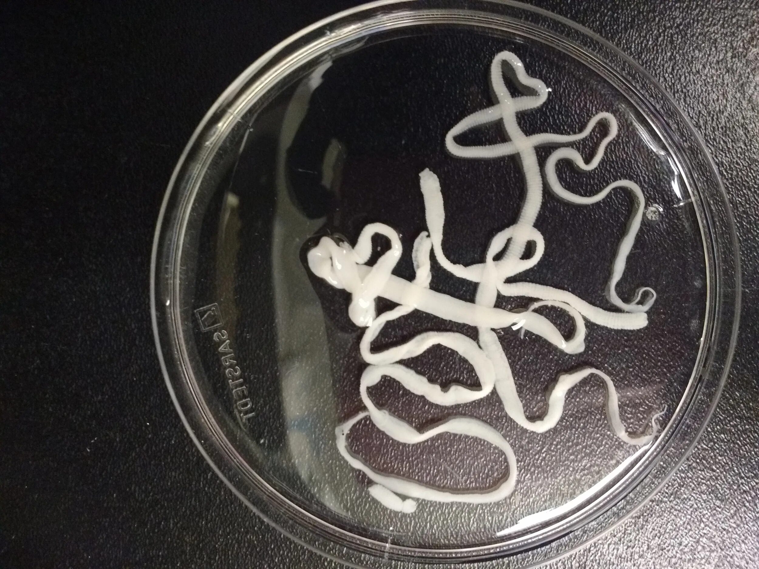 Крысиный цепень. Крысиный цепень. Hymenolepis diminuta яйца. Глист карликовый цепень. Крысиный цепень.