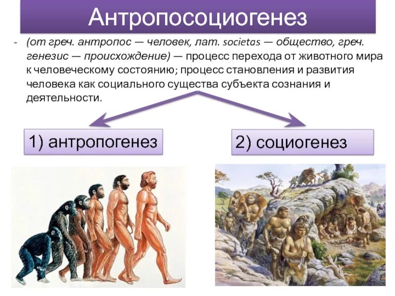 Происхождение и этапы эволюции. Эволюционная концепция антропосоциогенеза. Концепция антропосоциогенеза Антропогенез. Процесс становления человека. Развитие человека.