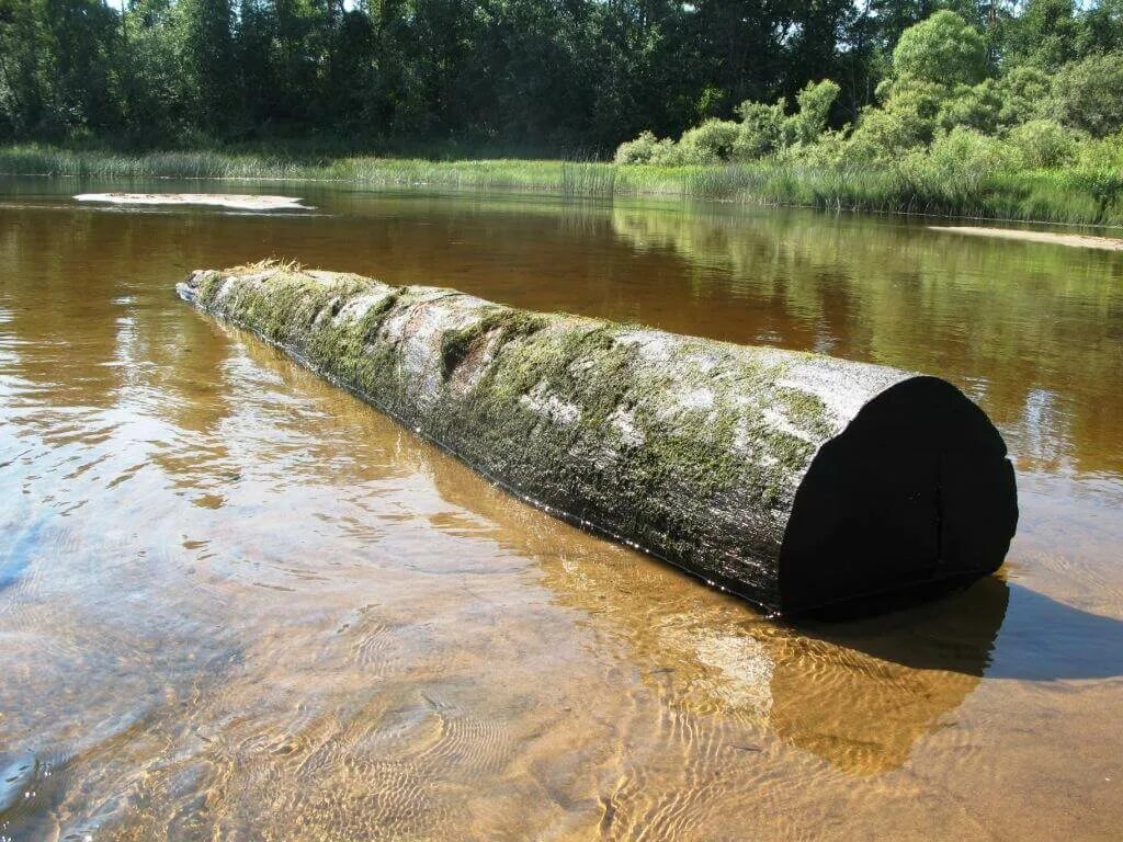 Бог предлагающий купить реку. Мордовский мореный дуб. Речной мореный дуб. Мореный дуб дерево. Мореный дуб в Мордовии.