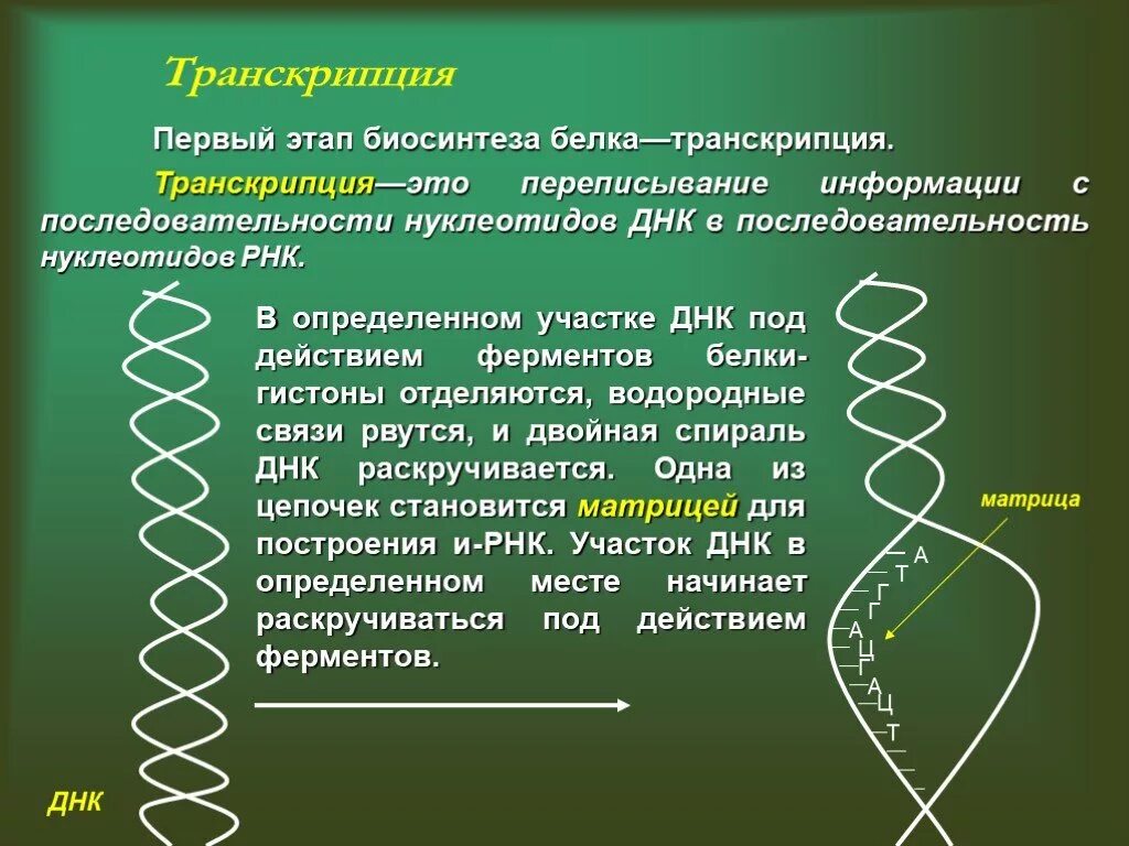 Транскрипция Синтез белка. Синтез ДНК И белков. Транскрипция ДНК В синтезе белка. Процессы транскрипции и трансляции в биологии.