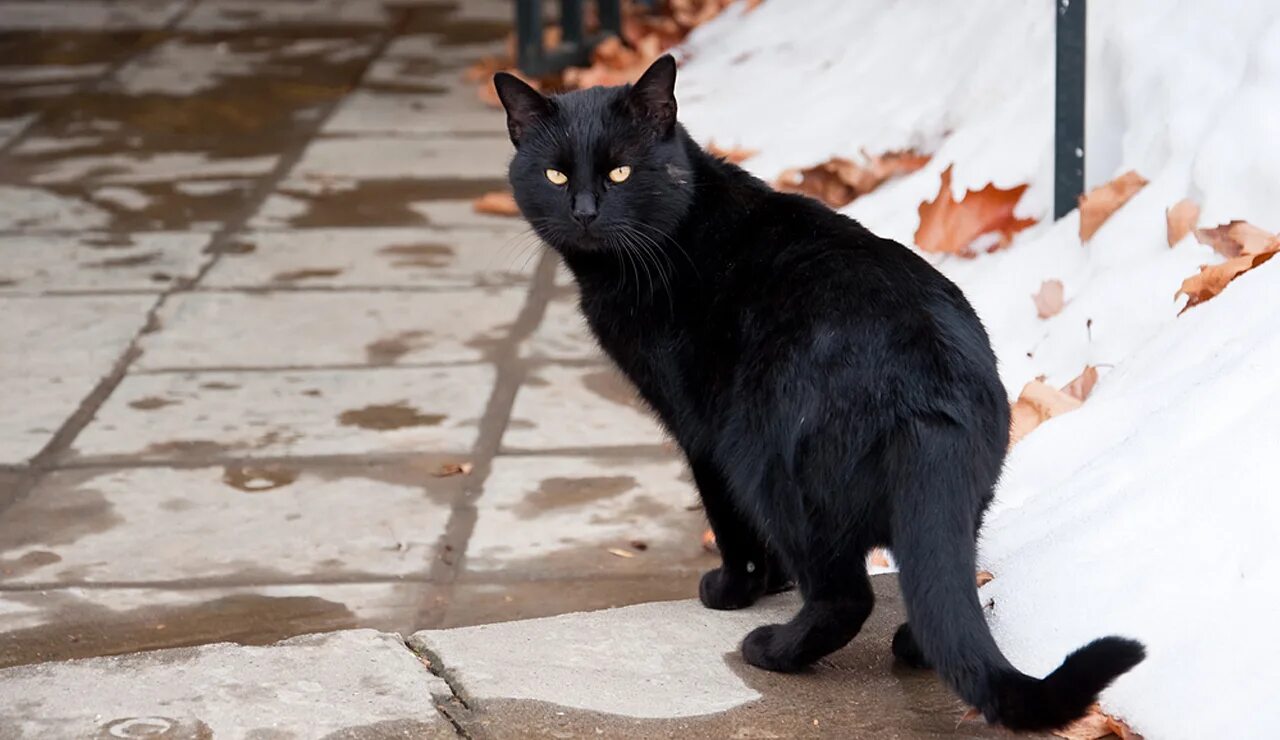 Примета найти на улице. Черная кошка. Черная кошка на улице. Черная кошка примета. Черная кошка суеверие.