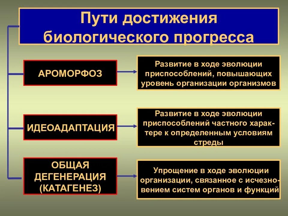 Основные пути достижения биологического прогресса. Схема главных путей достижения биологического прогресса. Пути биологического процесса таблица. Пути достижения биологического прогресса таблица. Каковы пути достижения биологического прогресса