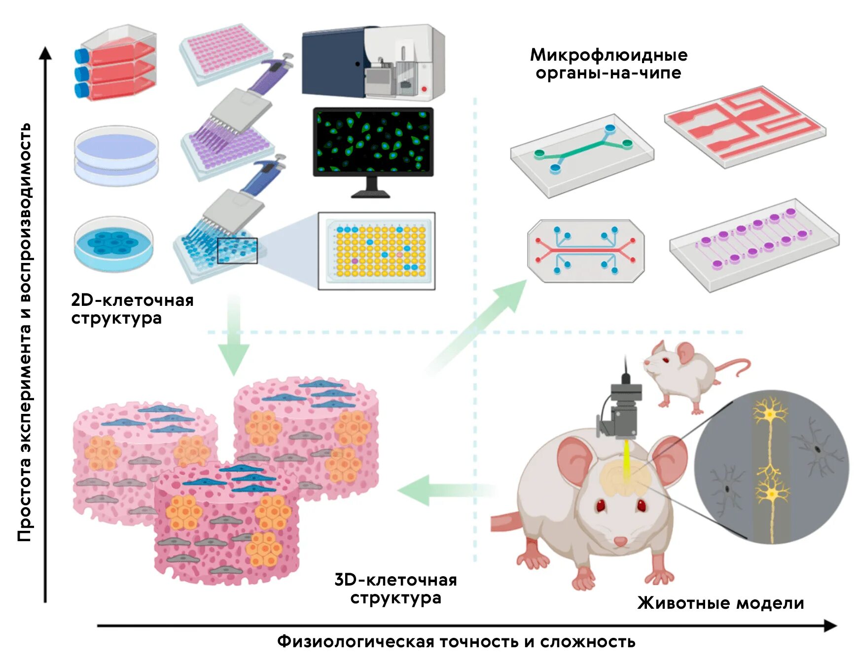 Исследования in vitro. In vitro и in vivo в медицине. Исследования in vivo. In vivo диагностика.