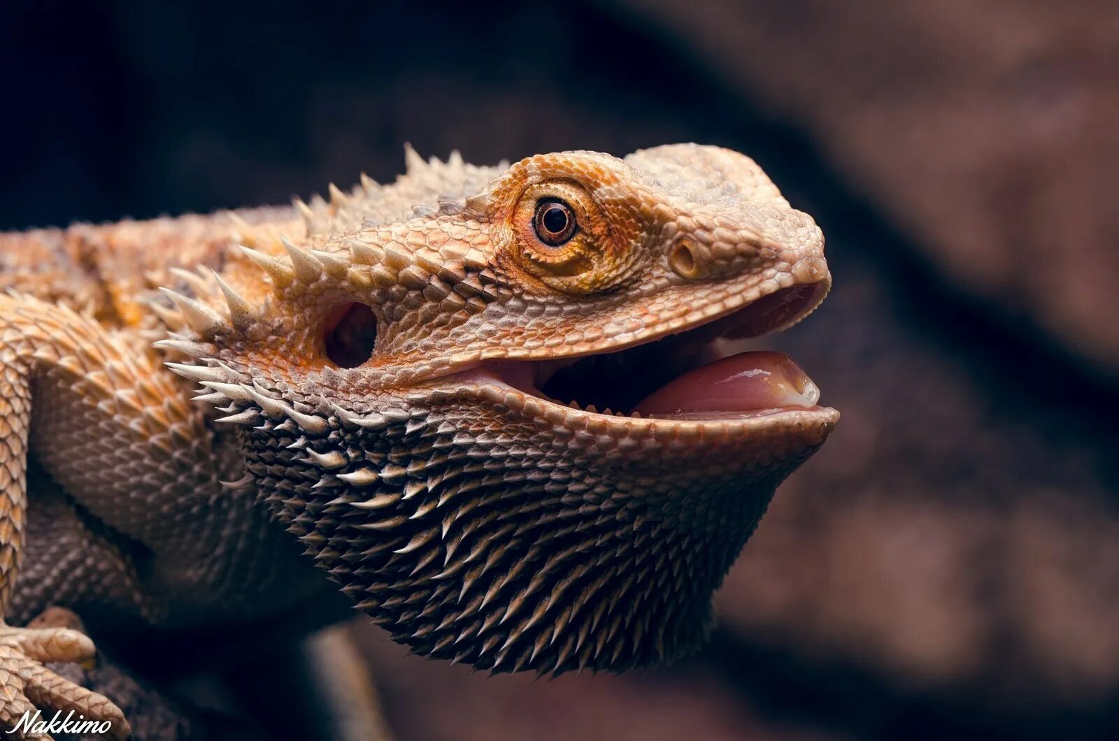 Пресмыкающиеся бородатая агама. Pogona vitticeps бородатая агама. Ящер бородатая агама.