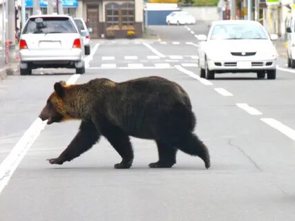 Медведь в городе