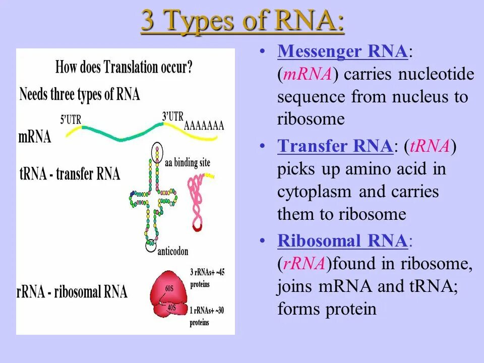 Рнк сайт. РНК. Типы РНК. RNA. RNA Types.