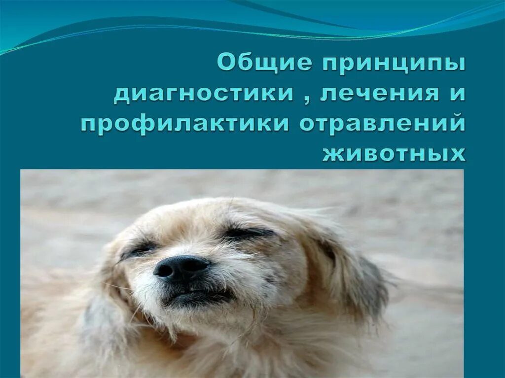 Отравление животных. Диагностика отравлений животных. отравление поваренной солью у животных. картинки для презы с отравлением животных.