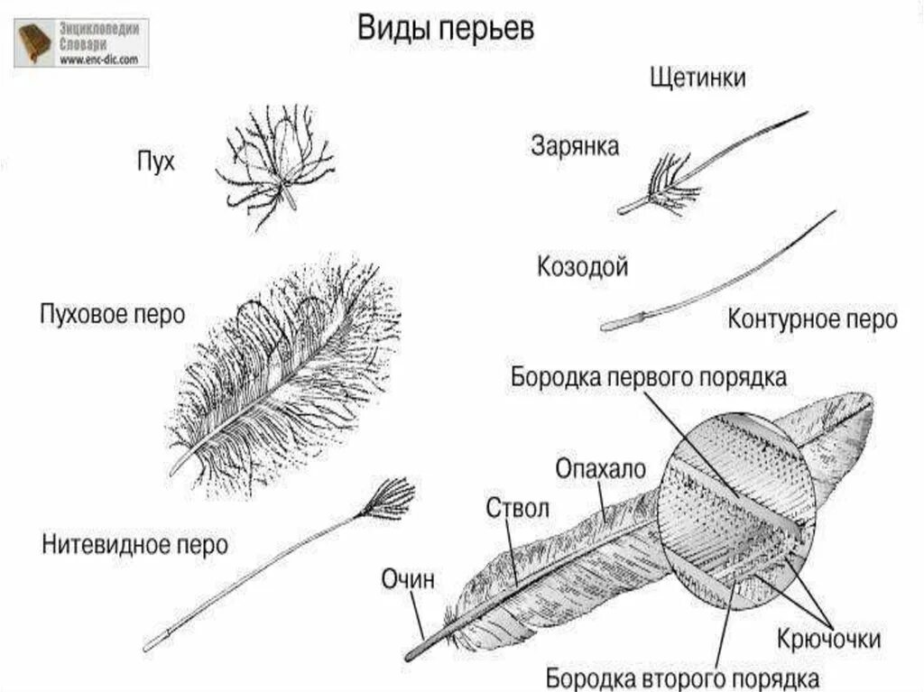 Виды перьев биология. Строение пухового пера птицы биология 7 класс. Перьевой Покров птиц 7 класс. Типы перьев птиц биология 7 класс. Строение перьев птицы биология 7 класс.