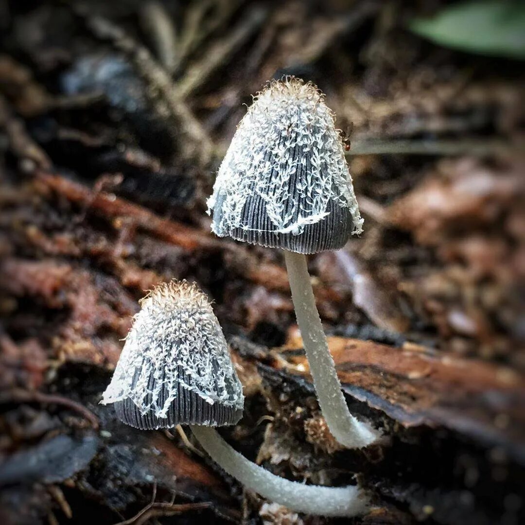 Навозник серый гриб. Навозник мохноногий. Навозник обыкновенный (Coprinopsis cinerea). Навозник волосистоногий Coprinopsis lagopus. Навозник олень