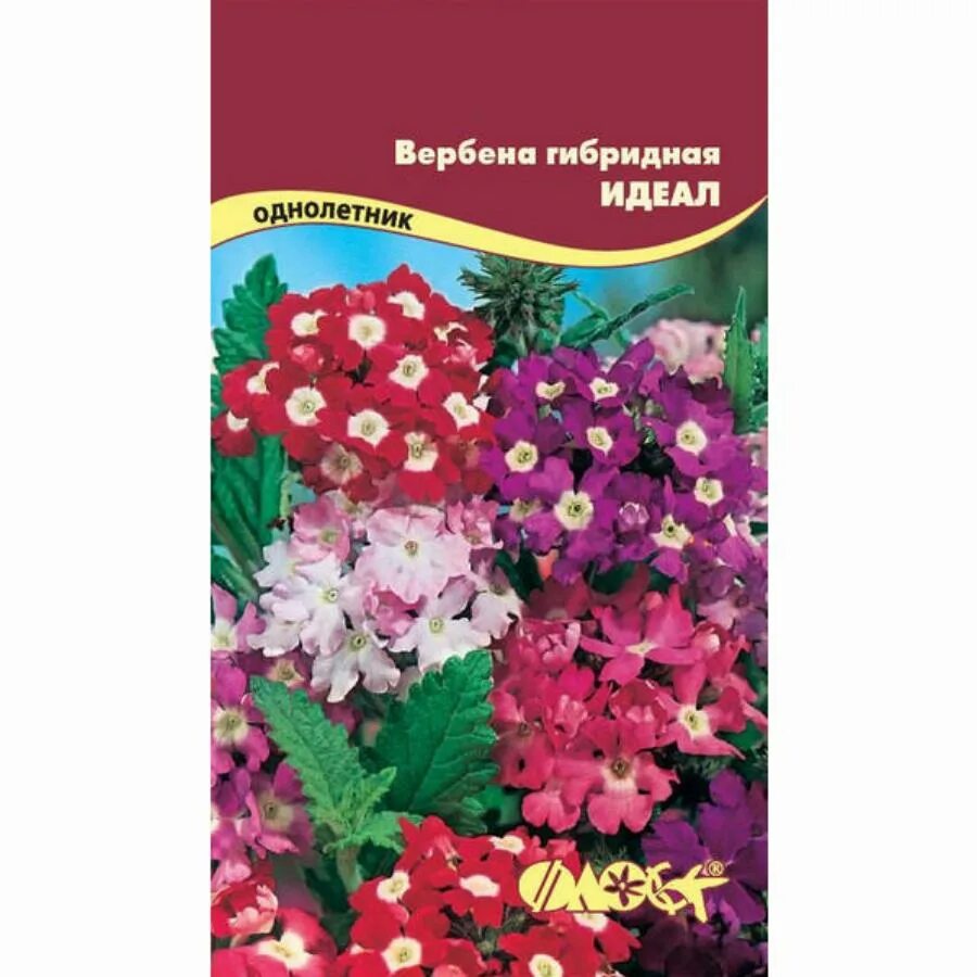 Вербена идеал посадка. АЦ/Вербена гибридная смесь 0,1г. Вербена гибридная белая. Вербена гибридная идеал. Вербена Королевский пурпурит гибридная 0,1гр /10 21 руб..