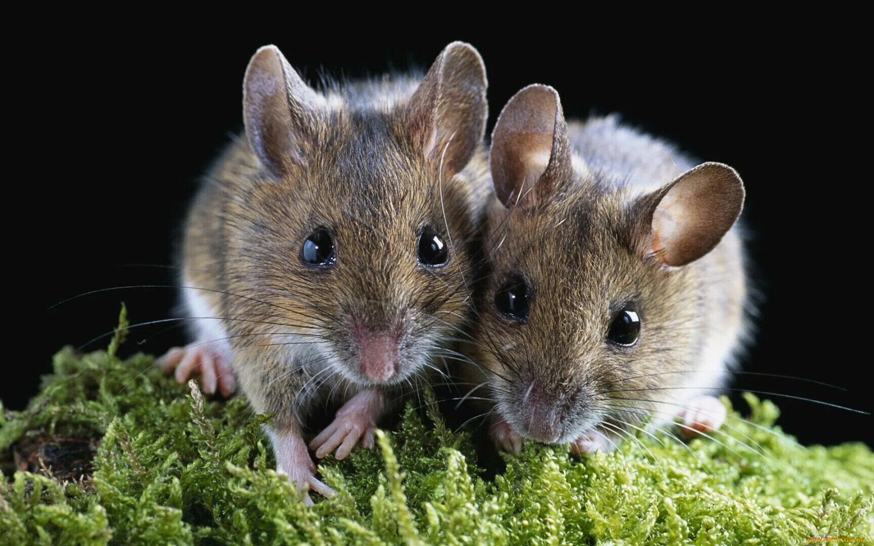 Мышь. Мышь животное. Маленькие Грызуны. Мышь грызун. F mice