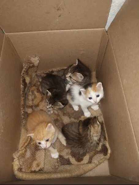 Кошки котята пристроить. Кошка на пристрой. Кошки котята пристроить. Авито котята тюмень. Кошки котята пристроить.