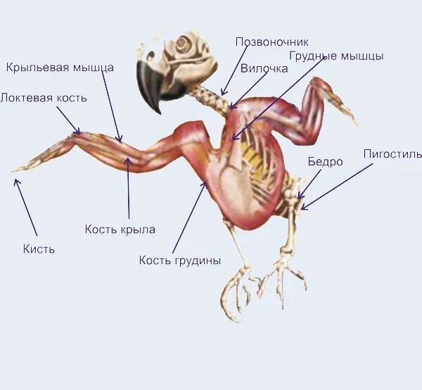 Строение тела волнистого попугая. Анатомия попугая волнистого строение. Строение волнистого попугая яйцевод. Строение внутренних органов волнистого попугая. Особенности расположения строения и работы мышц птиц